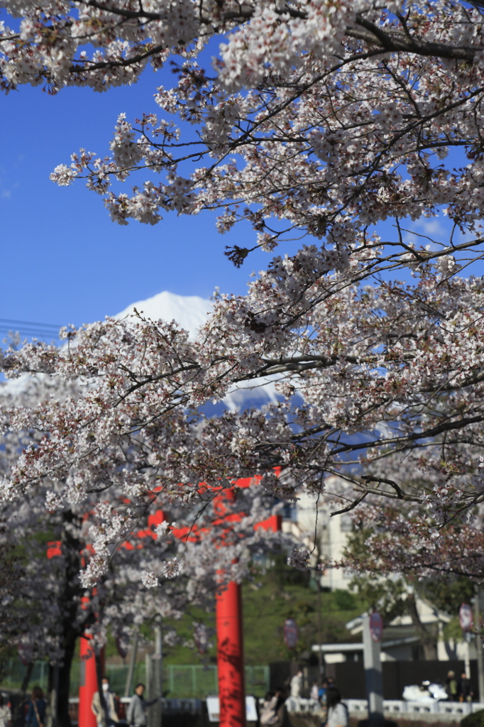 桜と富士山