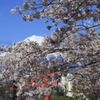 桜と富士山