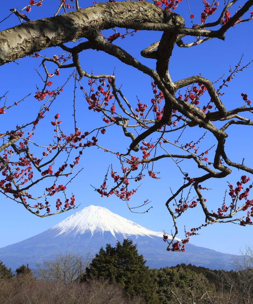 梅と富士山