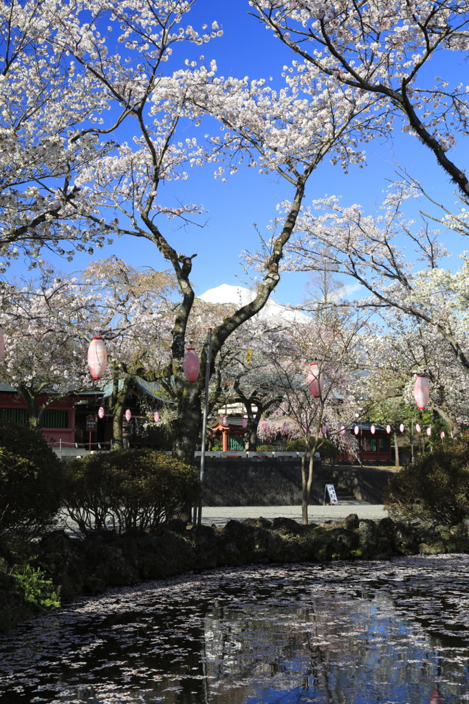 桜と富士山