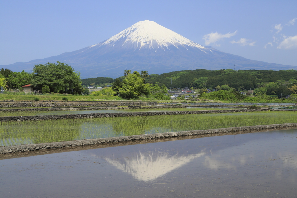 田んぼと富士山