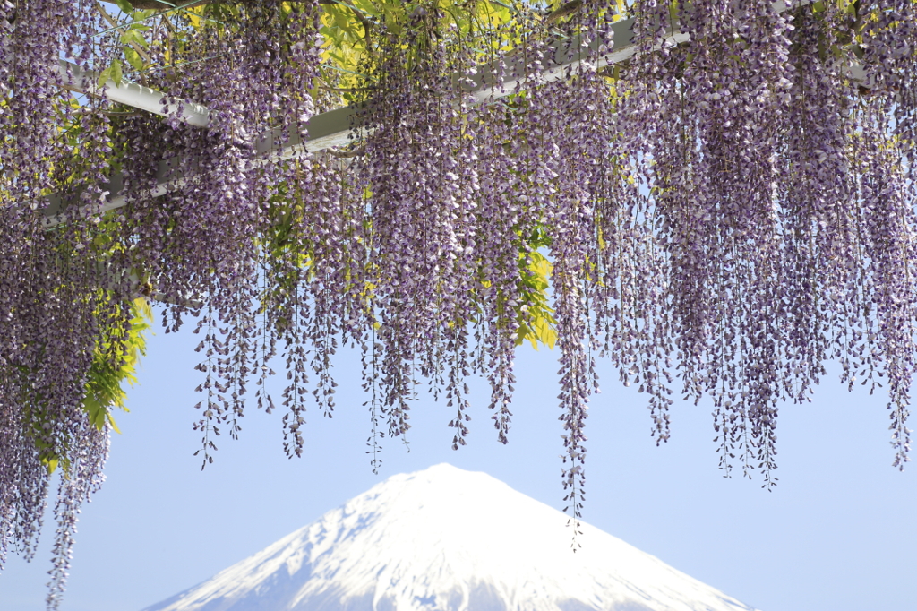 藤と富士山