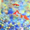 金魚