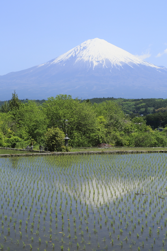 田んぼと富士山