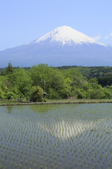 田んぼと富士山