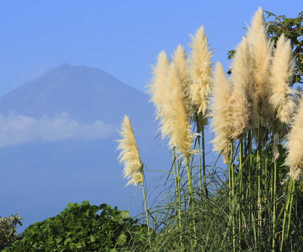 パンパスグラスと富士山