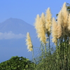 パンパスグラスと富士山