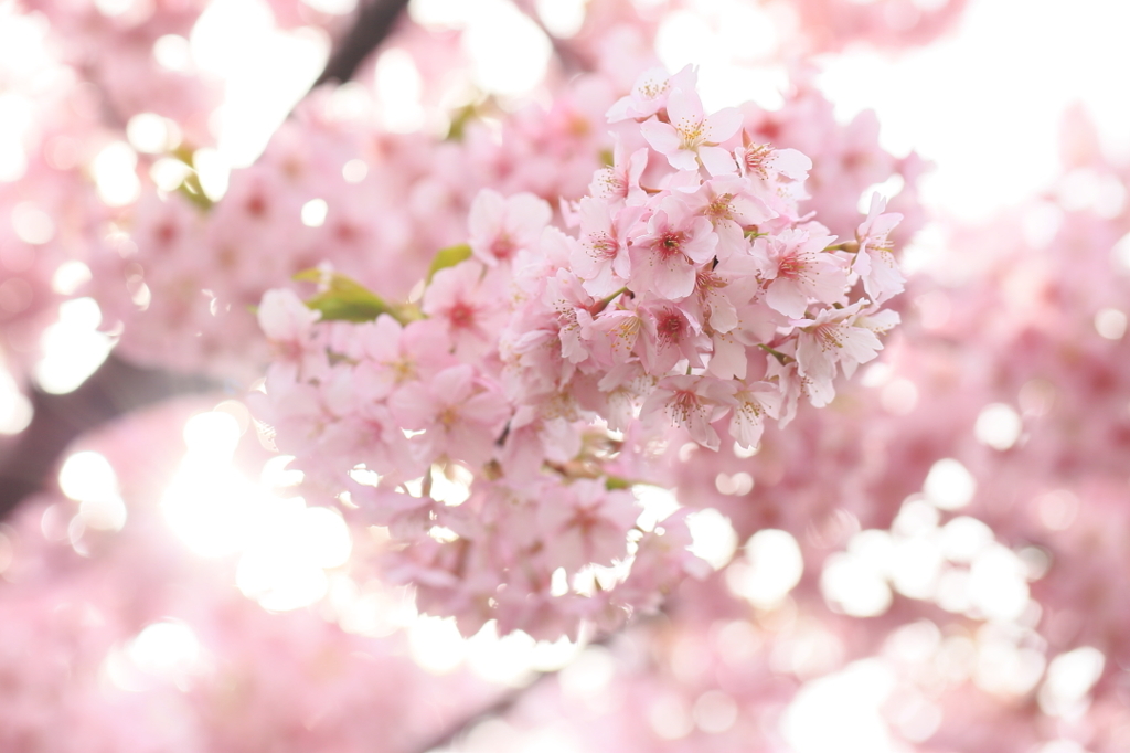 河津桜