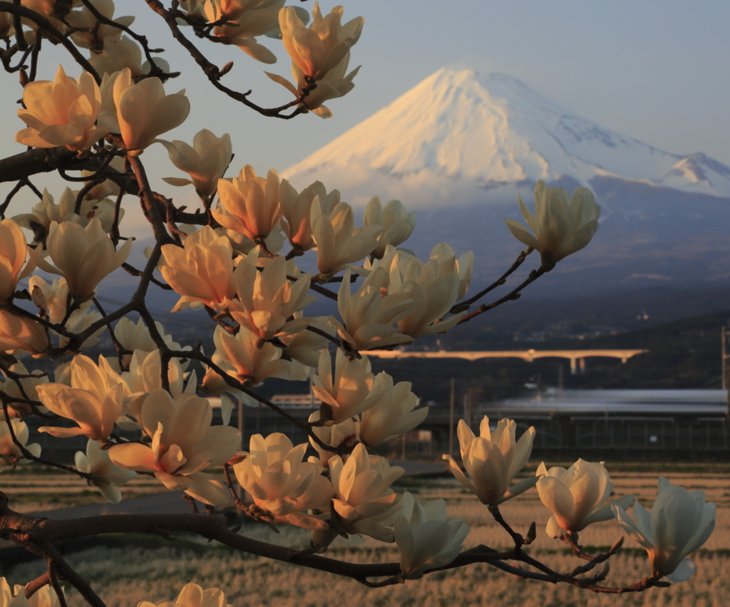 白木蓮と富士山