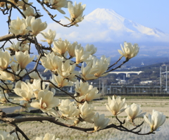 白木蓮と富士山