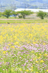 れんげと菜の花と新幹線