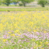 れんげと菜の花と新幹線