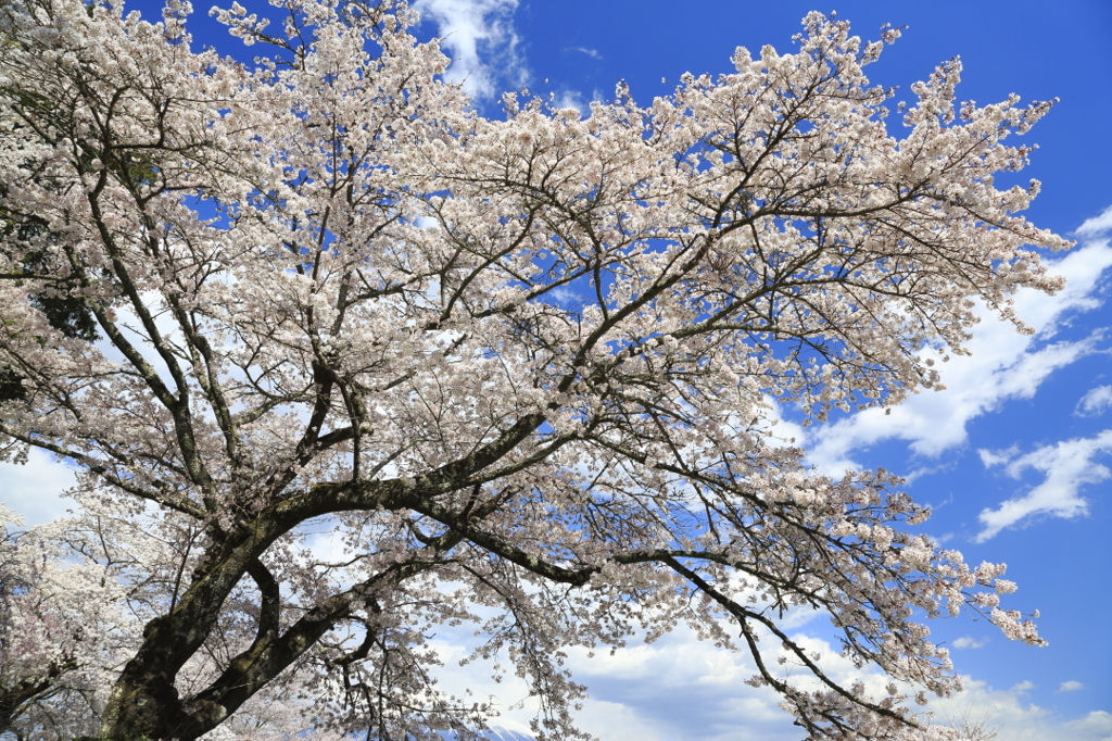 桜