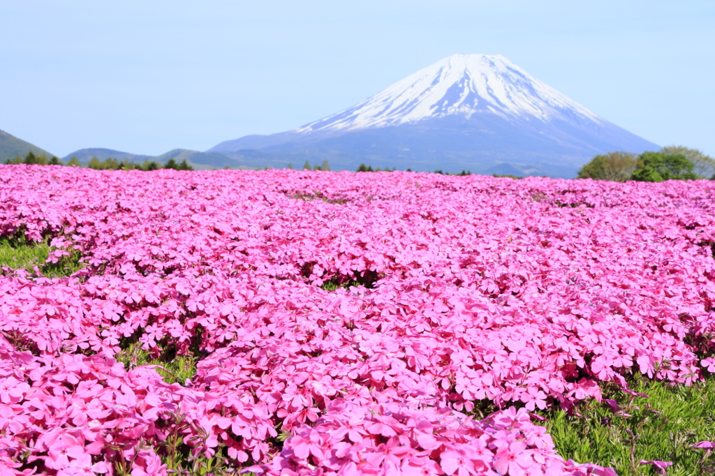 芝桜と富士山