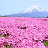 芝桜と富士山