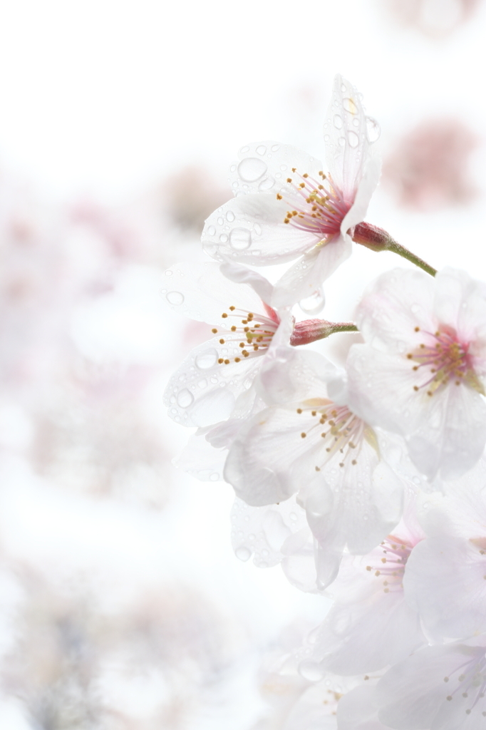 雨の桜