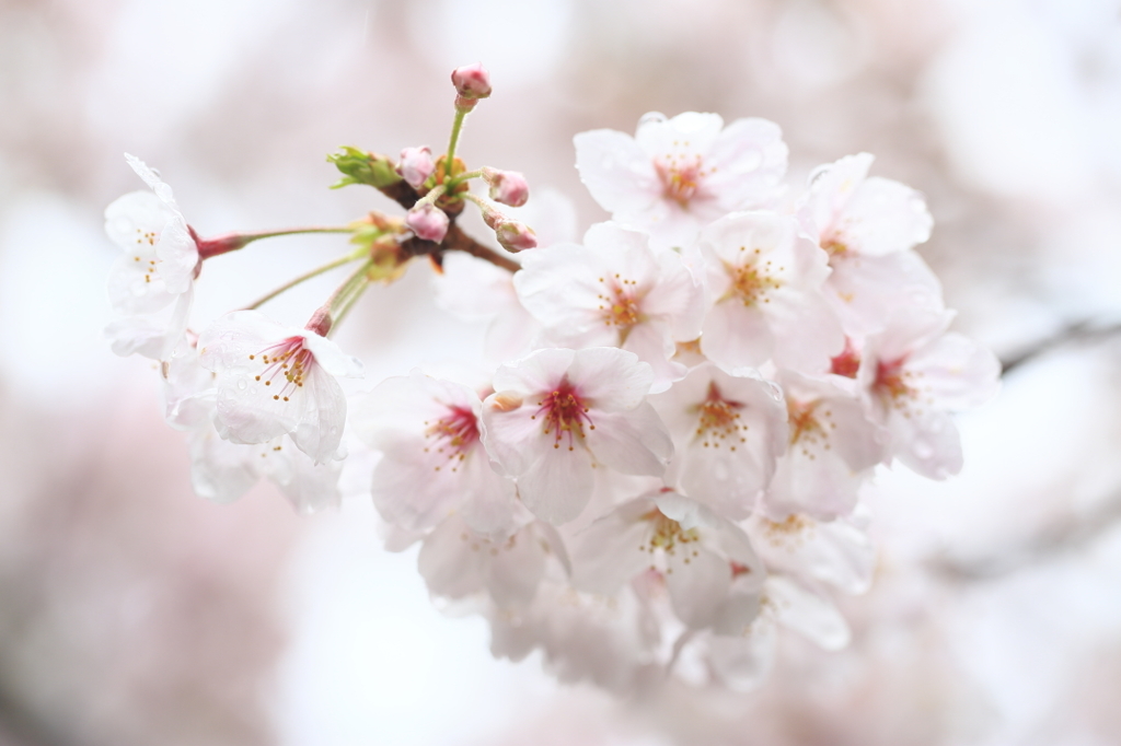雨の桜