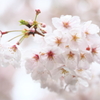 雨の桜