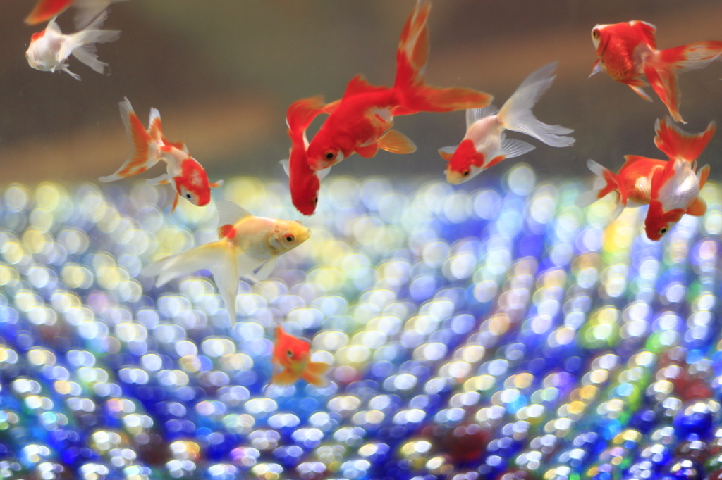 金魚