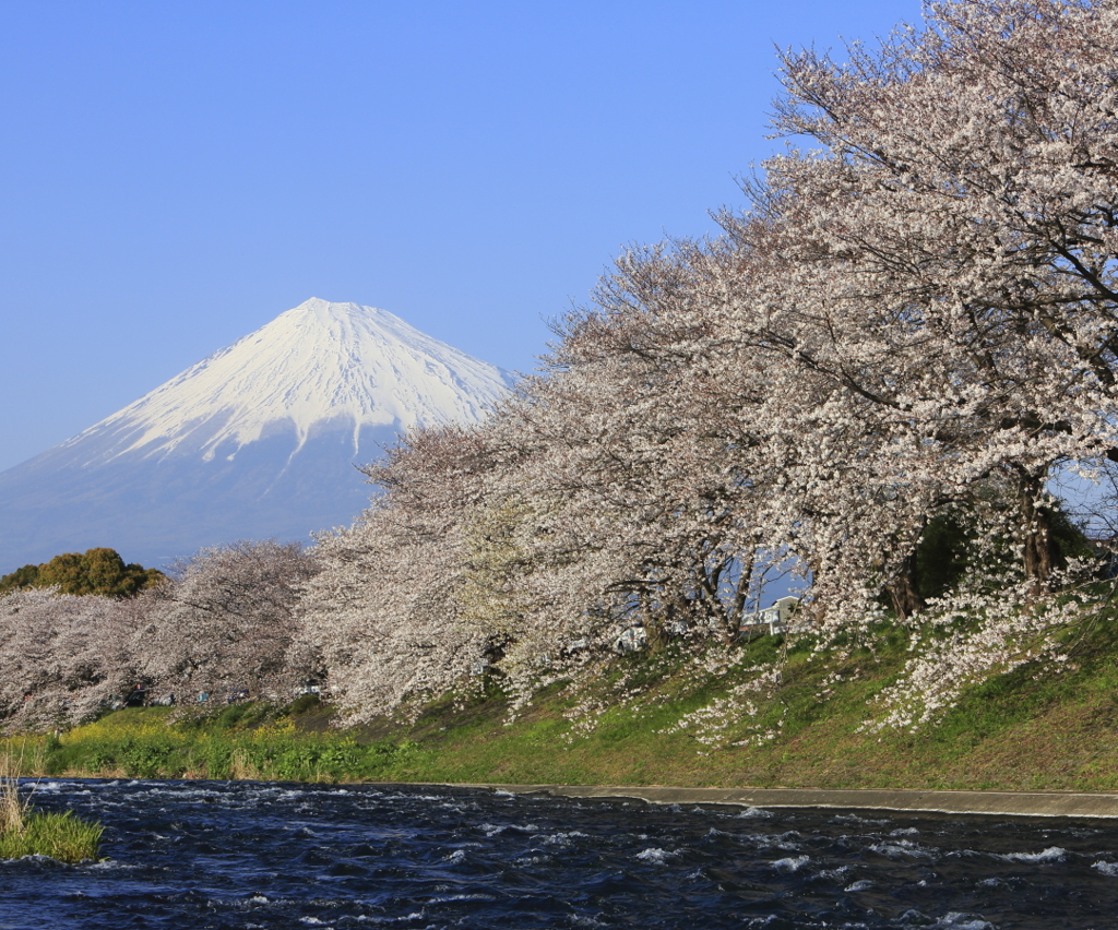 桜と富士山