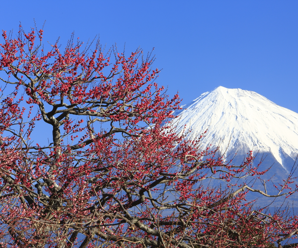 梅と富士山