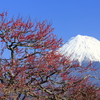 梅と富士山