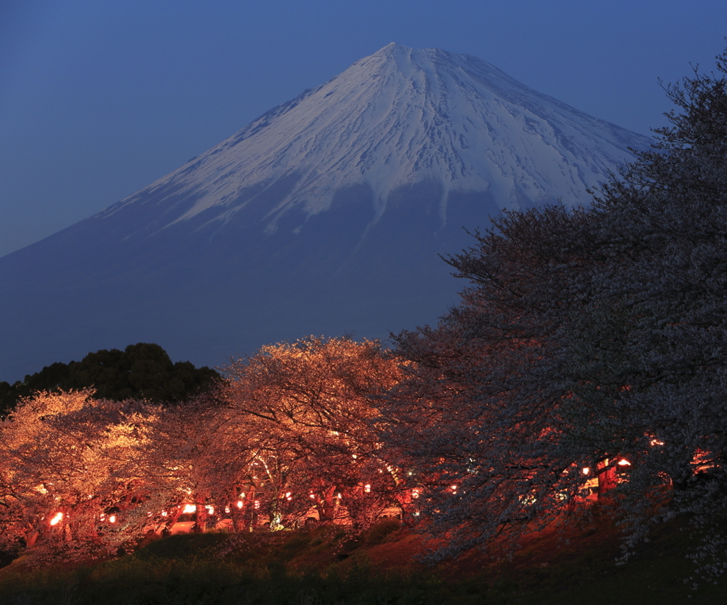 桜と富士山　お花見ライトアップ