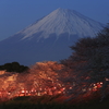 桜と富士山　お花見ライトアップ