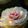 街の花