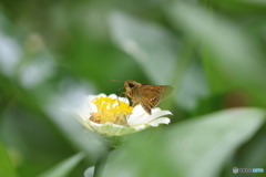 街の花