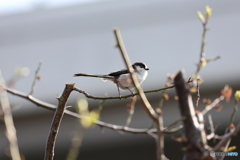 野鳥