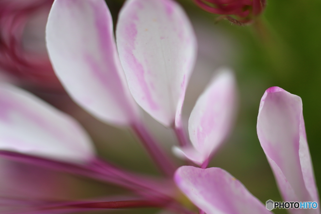 街の花