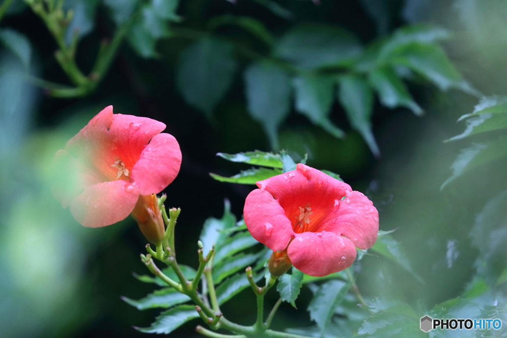 街の花