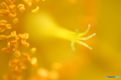 夢幻