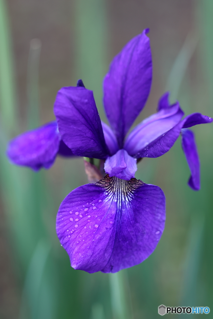 街の花