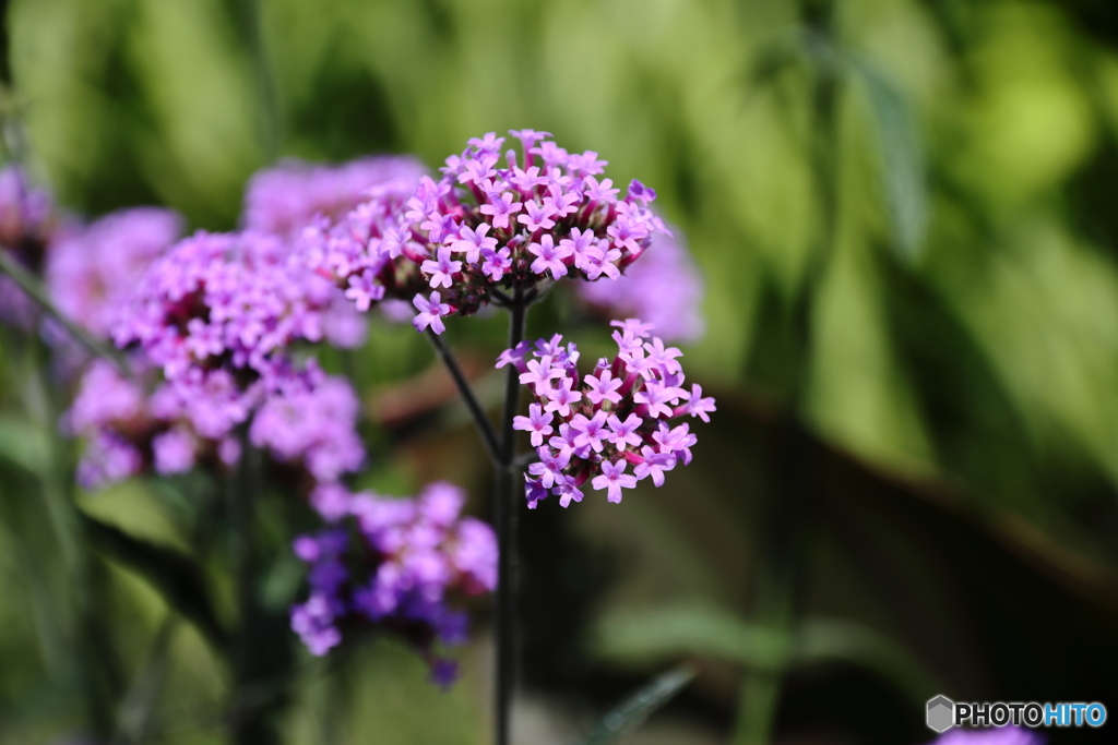 街の花
