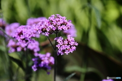 街の花