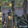 野鳥