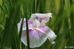 街の花