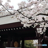 街の花
