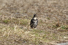 野鳥
