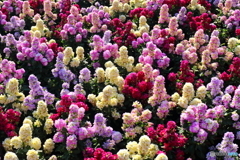 街の花