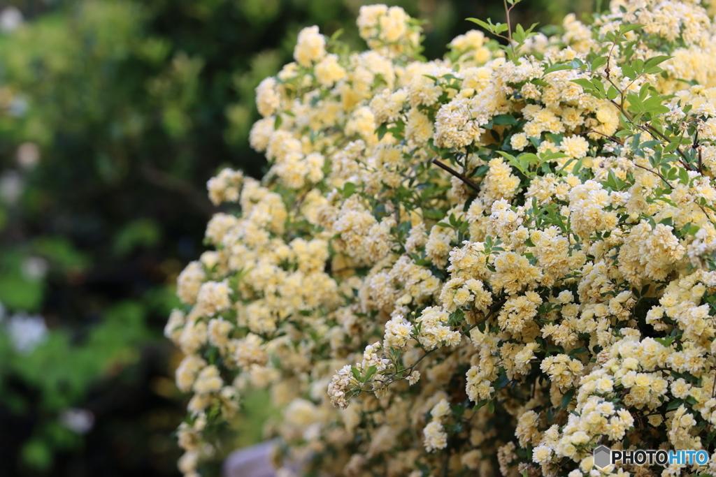 街の花