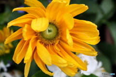 街の花