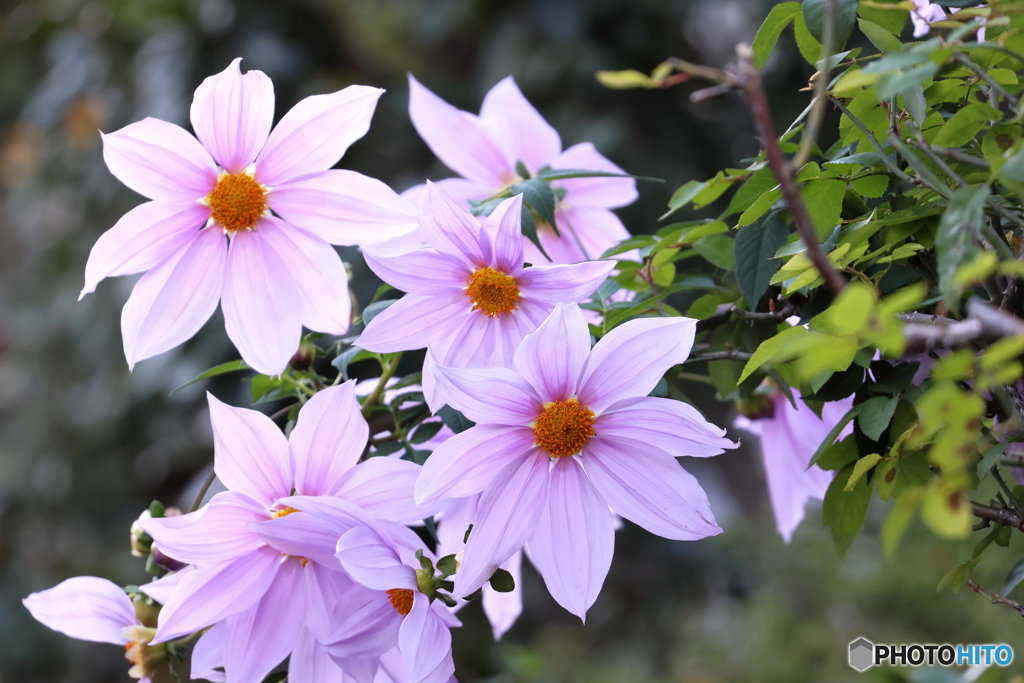 街の花