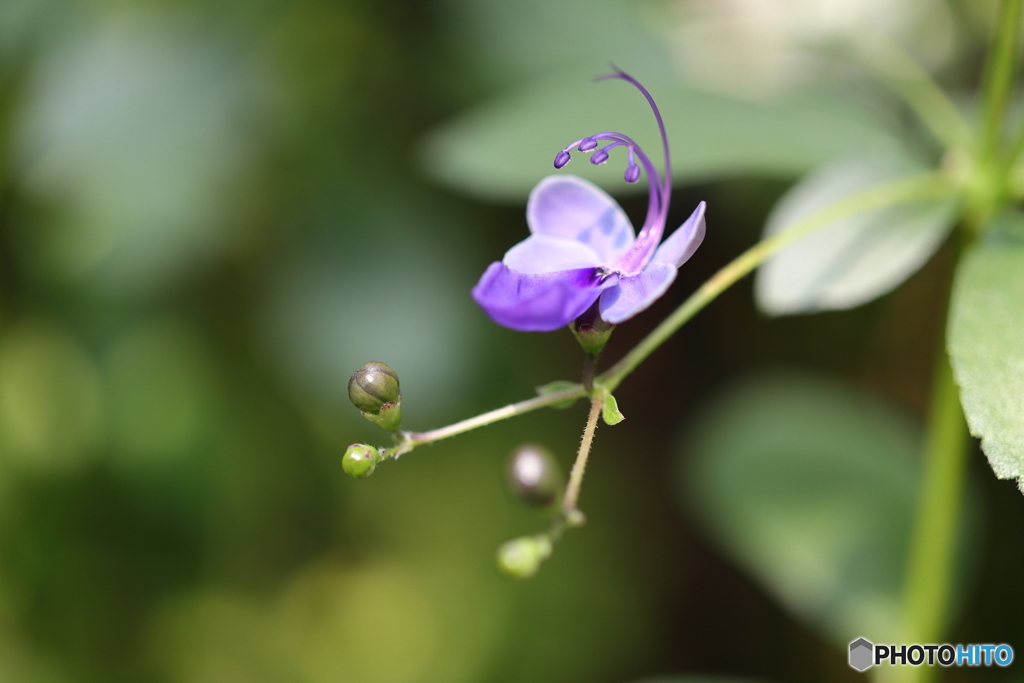 園の花