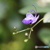 園の花