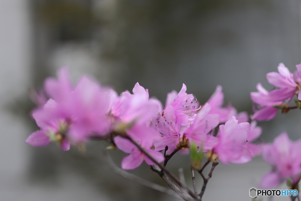 街の花