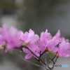 街の花