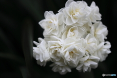 街の花